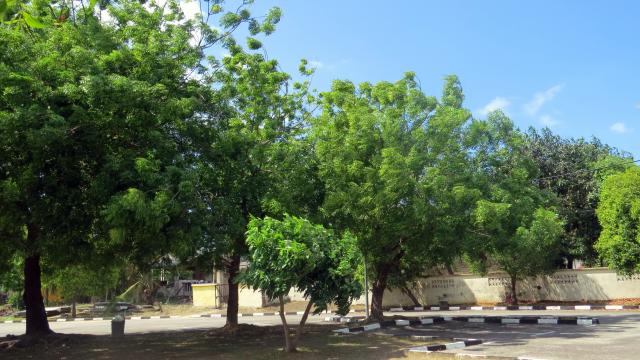 Neem Tree In English Meaning